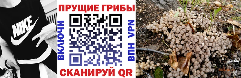 Галлюциногенные грибы Psilocybe OMG онион Сенгилей